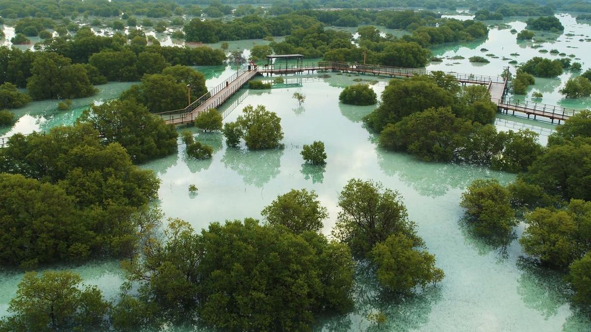 aerial view of jubail mangrove park abu dhabi uae