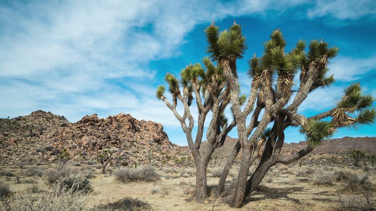 Clouds moving over trees in the desert timelapse