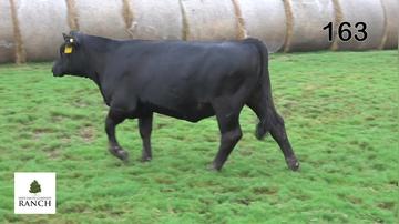 Lot 163 M292