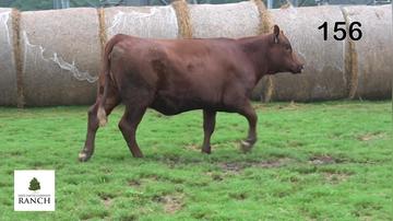 Lot 156 M094