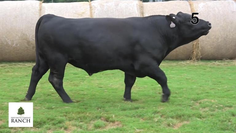 Lot 5 M111