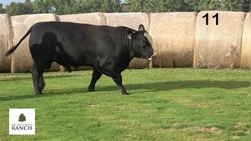 Lot 11 M001