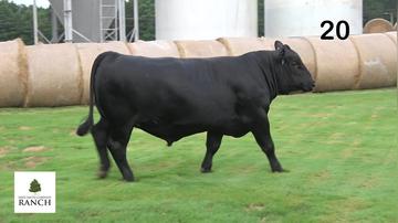 Lot 20 M135