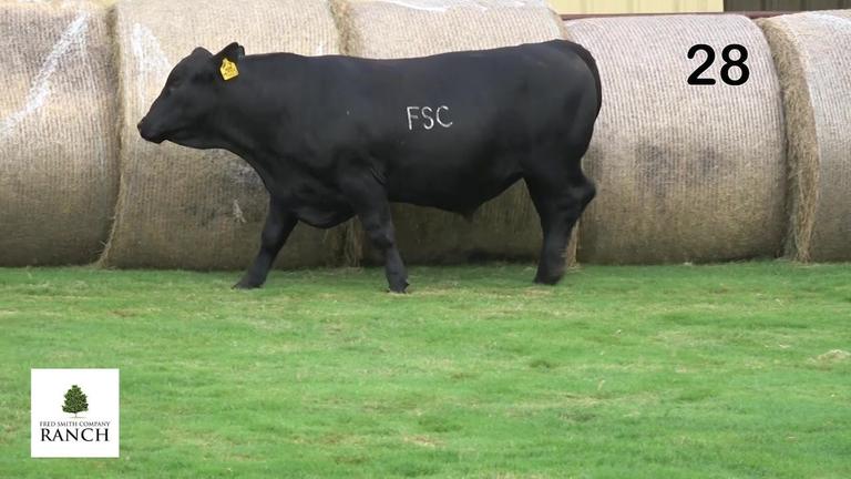Lot 28 M205