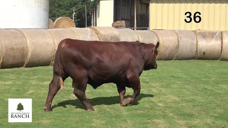 Lot 36 M077