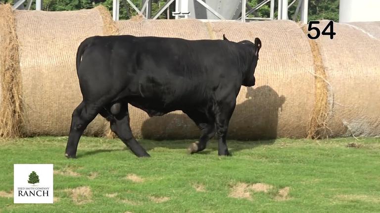 Lot 54 M031