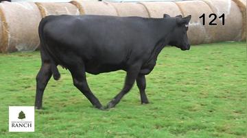 Lot 121 L214