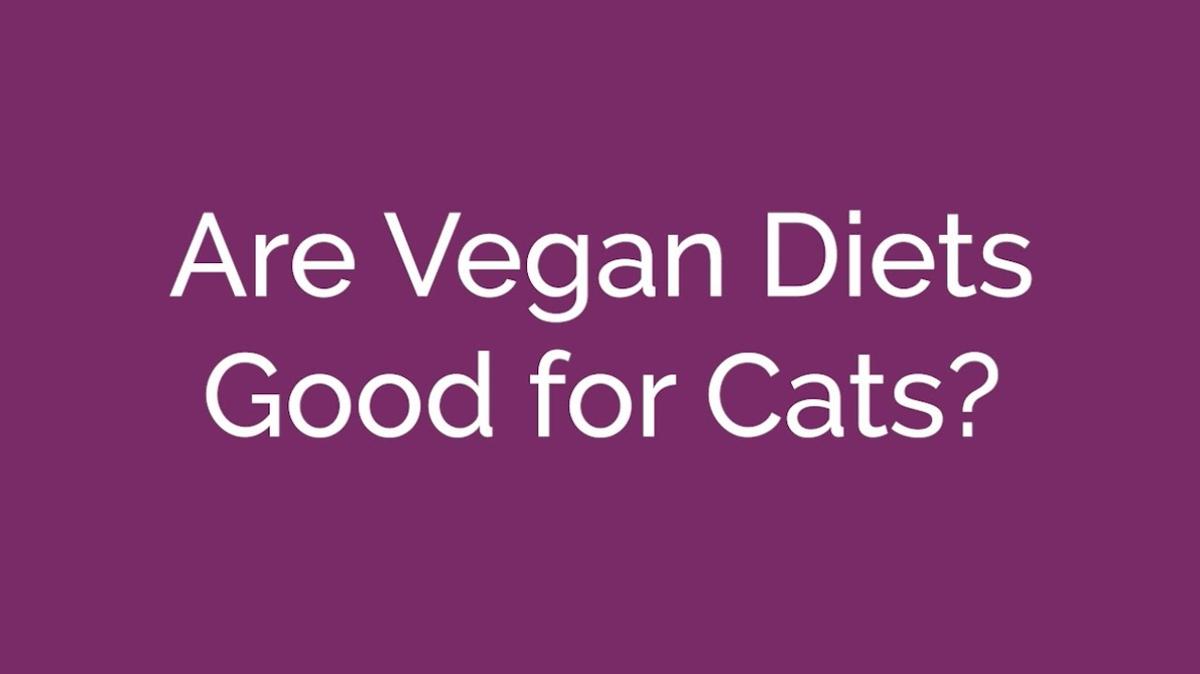Are Vegan Diets Good for Cats