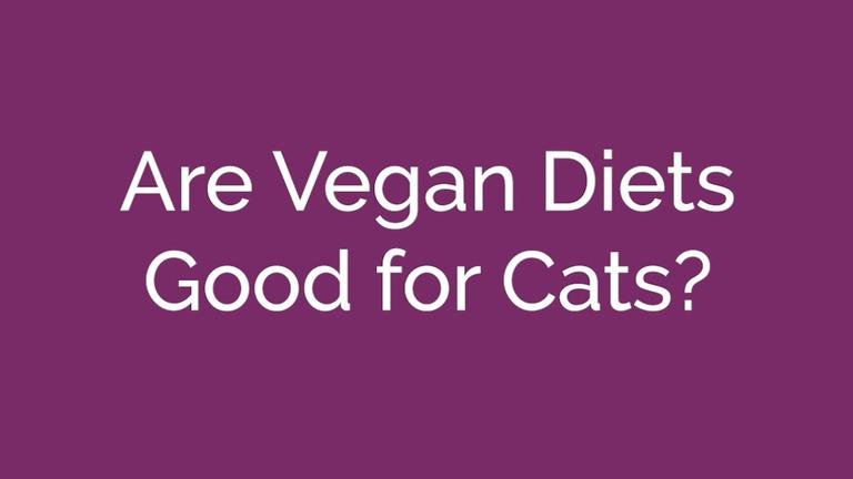 Are Vegan Diets Good for Cats