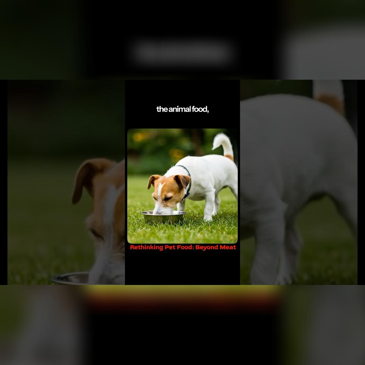 What Happens If Pets Go Plant-Based? | ? Dr. Andrew Knight on Science, Myths & Perseverance