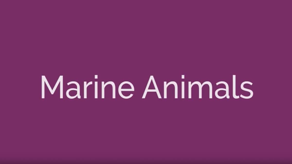 Marine Animals