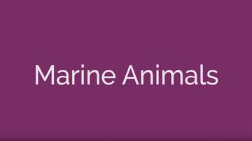 Marine Animals