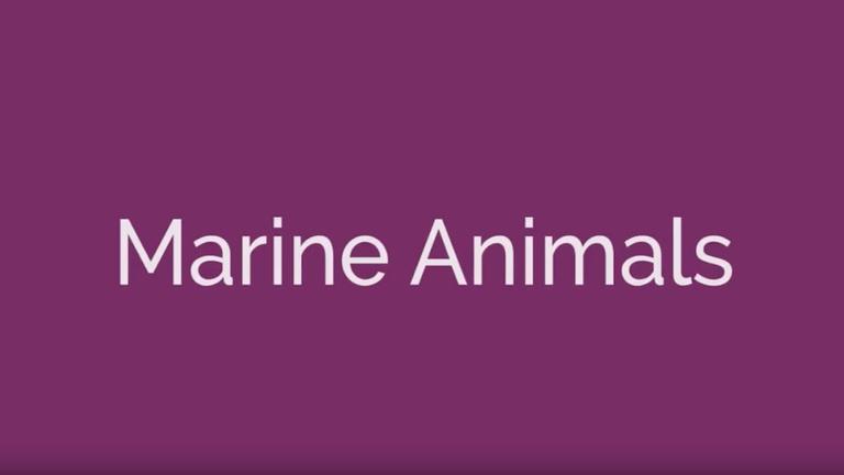 Marine Animals