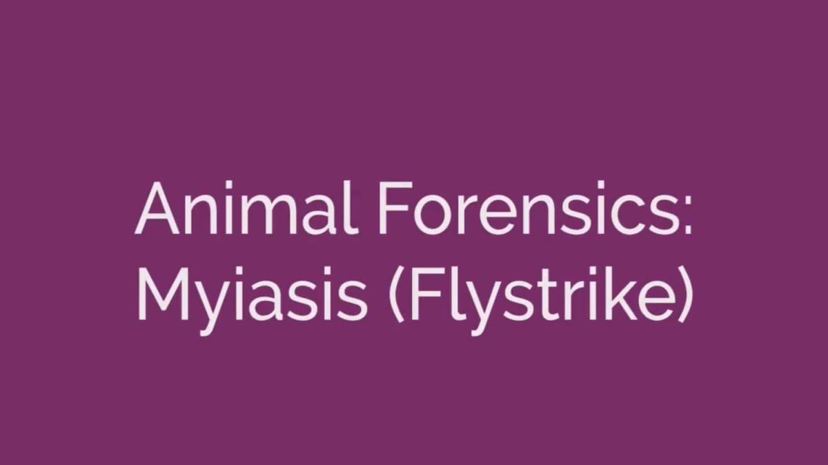 Animal Forensics Myiasis Flystrike