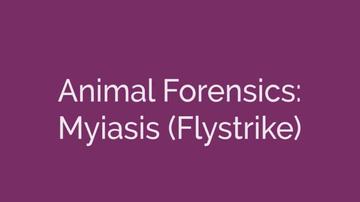 Animal Forensics Myiasis Flystrike