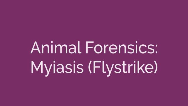 Animal Forensics Myiasis Flystrike