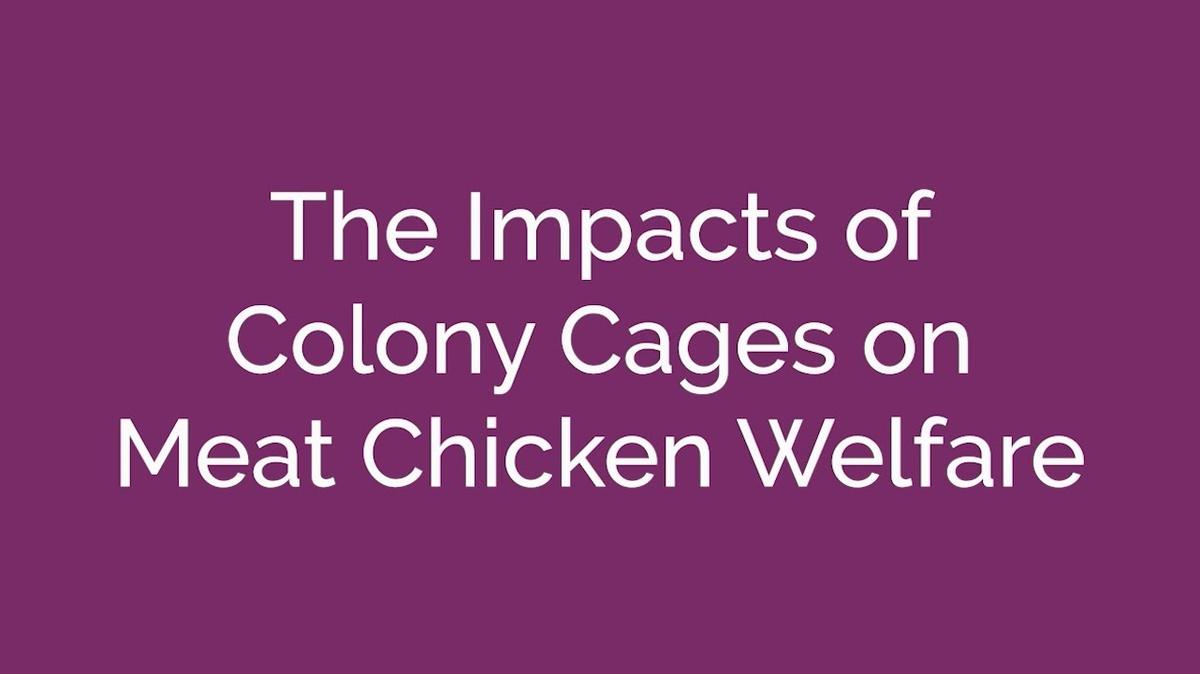 Meat Chickens and Colony Cages