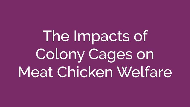 Meat Chickens and Colony Cages