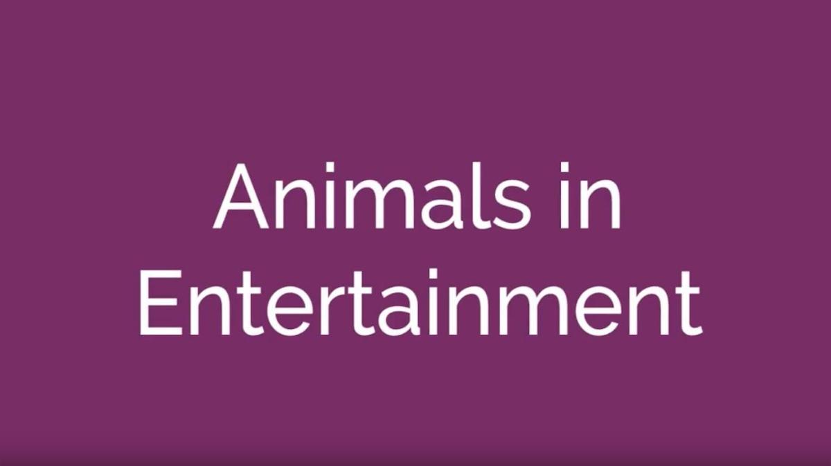 Animals in Entertainment