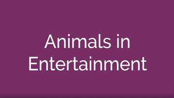 Animals in Entertainment