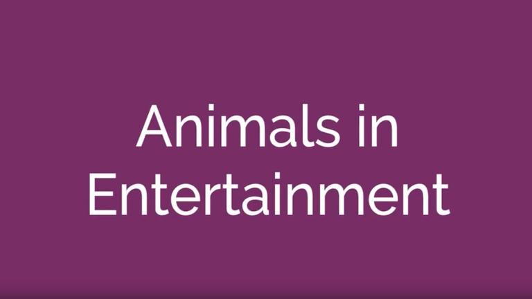 Animals in Entertainment