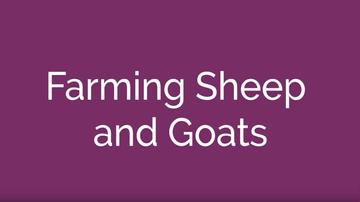 Farming Sheep and Goats