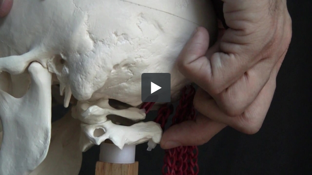 Manual Adhesion Release | Integrative Diagnosis