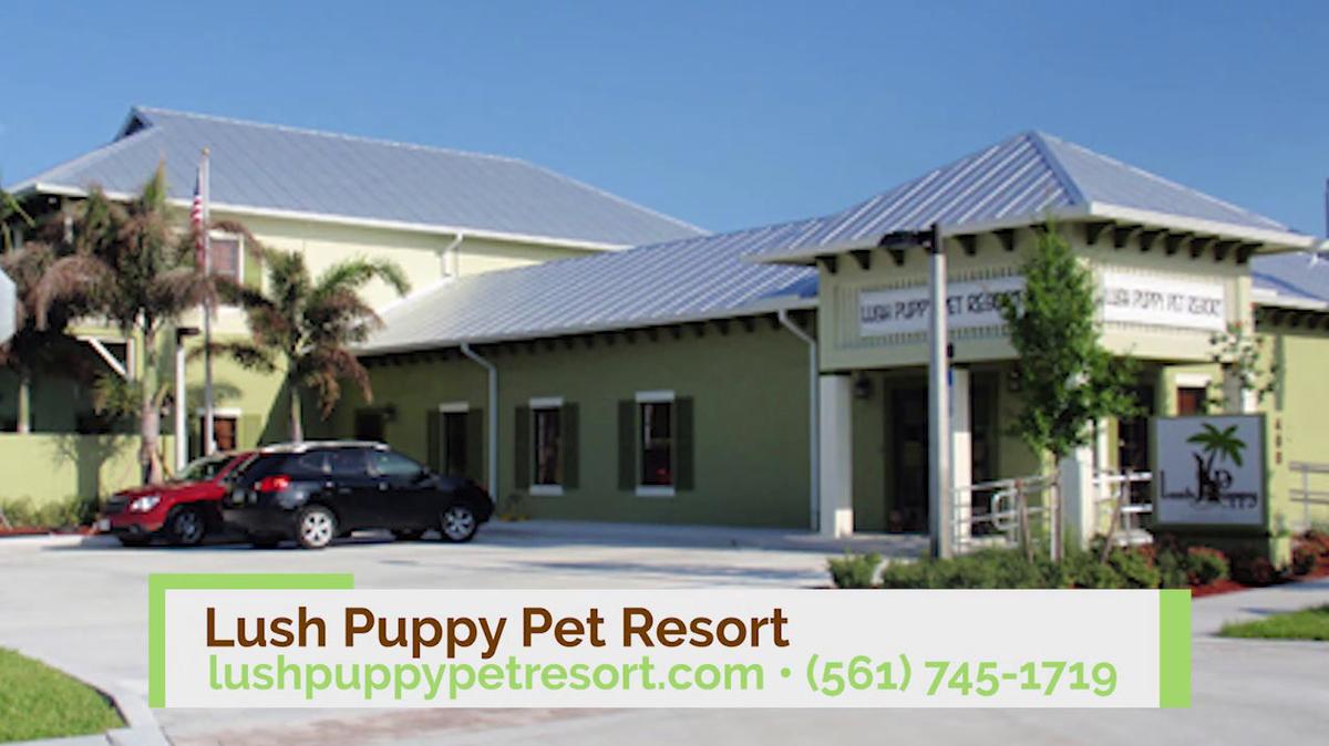 Pet Sitting in Jupiter FL, Lush Puppy Pet Resort