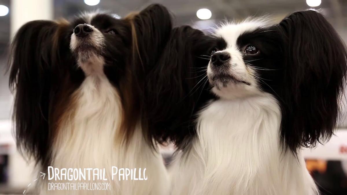 Papillon Puppies for Sale in Pomona Park FL, Dragontail Papillons