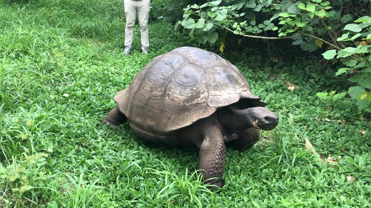 Dome Tortoise walk.MOV