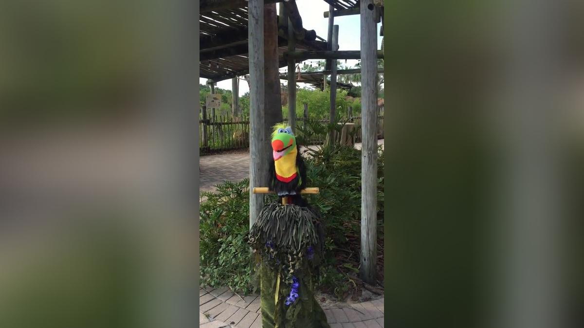 Breezin&#39;s Interactive Talking Parrot 6 26 16 (2).mp4