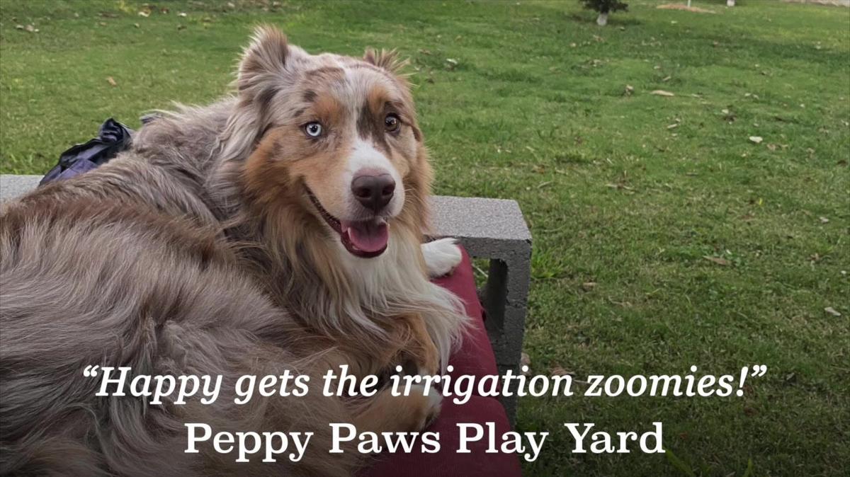 2024 01 16 Happy Irrigation Zoomies!