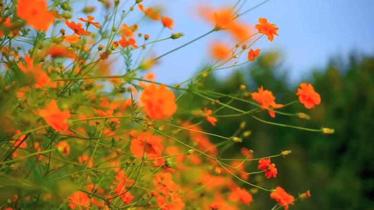 Flowers in Bloom