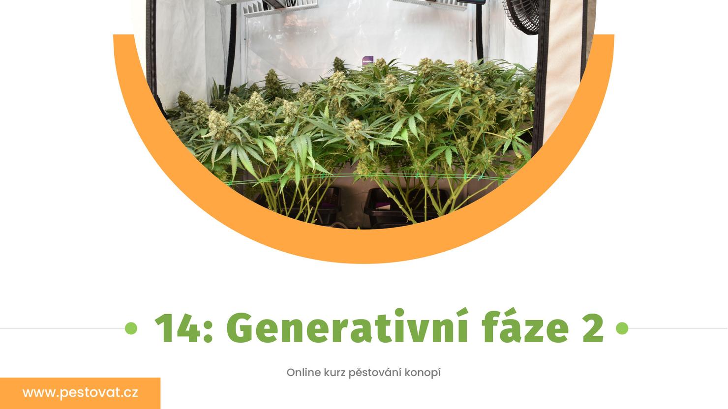 14. Lekce: Generativní fáze 2