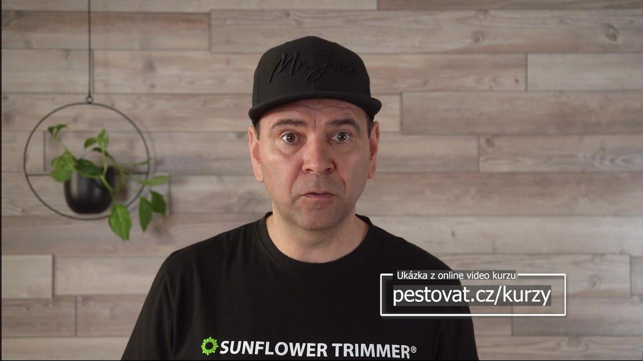 Osmý týden pěstebního cyklu v hydroponii