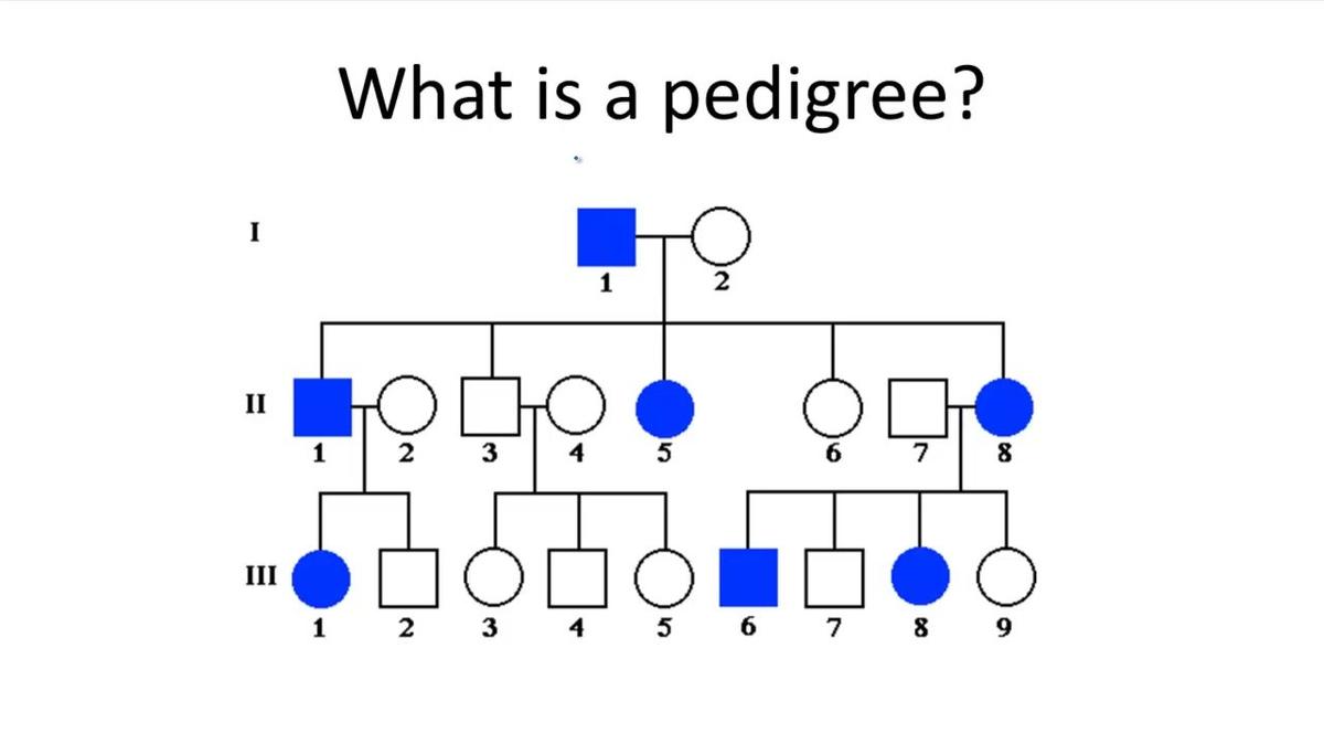 What is a pedigree?