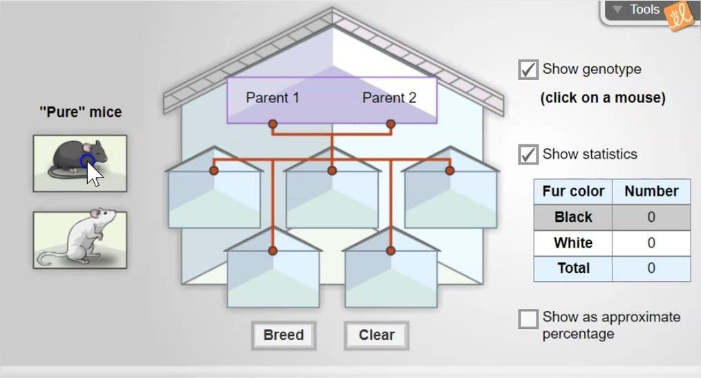 Mouse Genetics 1 Trait (Activity #3)