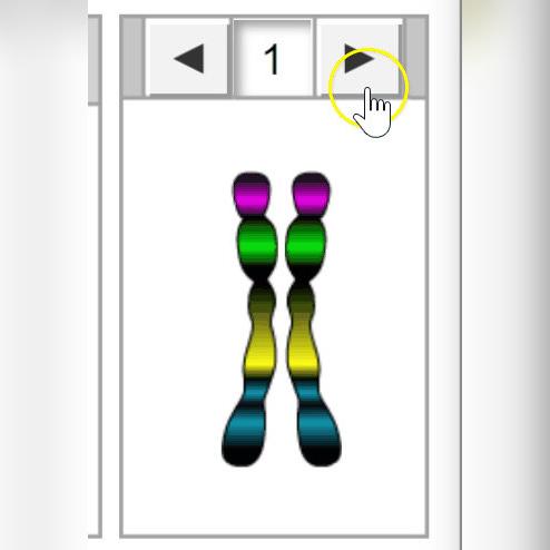 Karyotyping