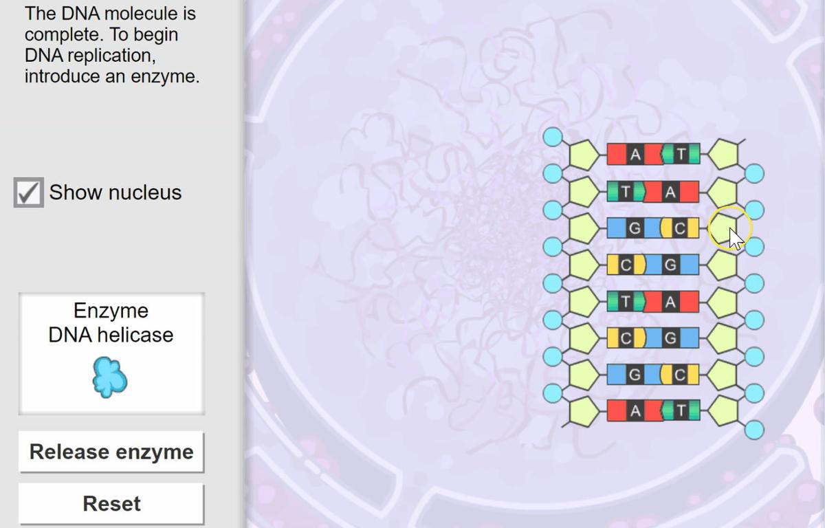 Step #1 - DNA Helicase