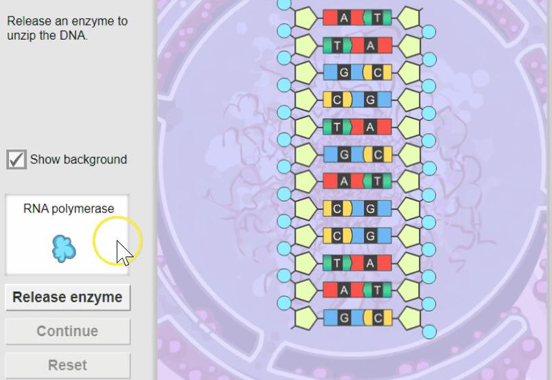 RNA Polymerase