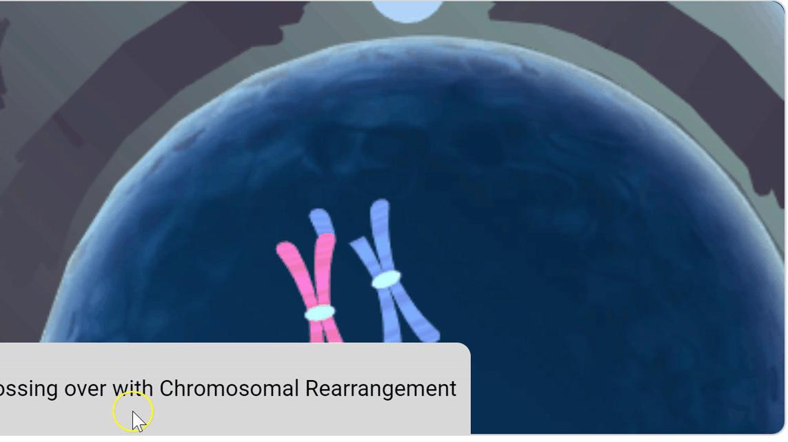 Chromosomal Rearrangement.gif