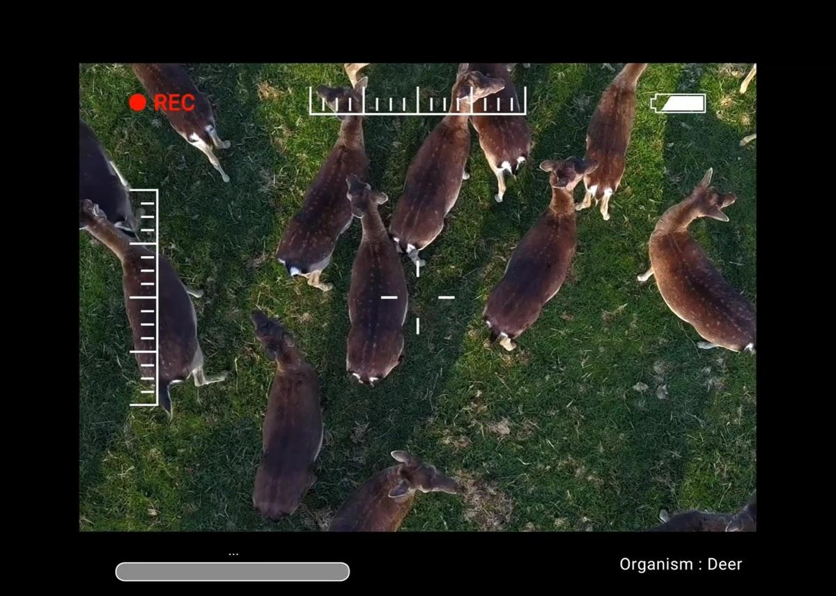 deer - stem case.mp4