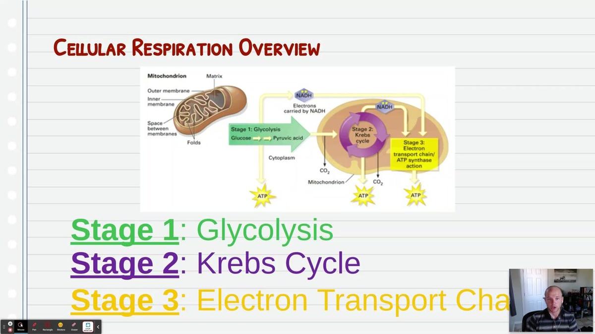 Topic 9: Glycolysis