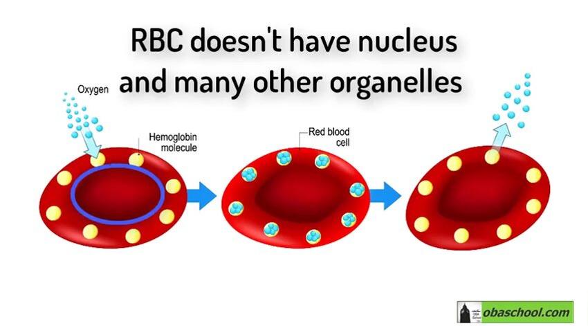 GCSE.Bio.ST.01-10 Specialisation in Animal Cells Part 2