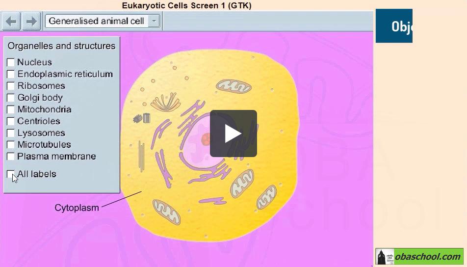 Simulation- GCSE Biology - Structure of an Animal Cell | The Education ...