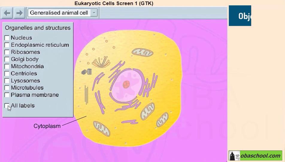 Simulation- GCSE Biology - Structure of an Animal Cell