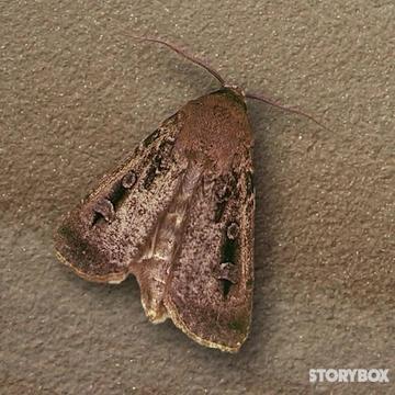 Migration of the Bogong Moth (NMA)