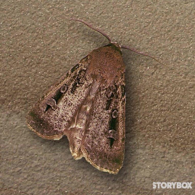 Migration of the Bogong Moth (NMA)