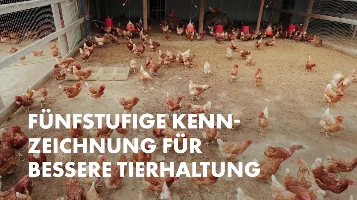 Fünfstufige Kennzeichnung für bessere Tierhaltung