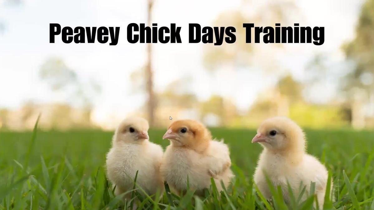 Peavey Mart Chick Breeds